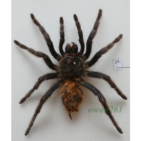 Spider ex. ovo +100mm24